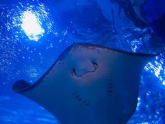 -太平洋海底世界