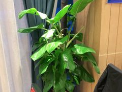 -解家河南菜(商鼎路店)