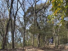 -上海佘山国家森林公园天马山园