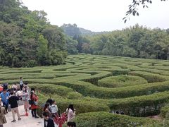 -大屏嶂森林公园