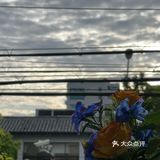 绿州🌳 OASIS🦜