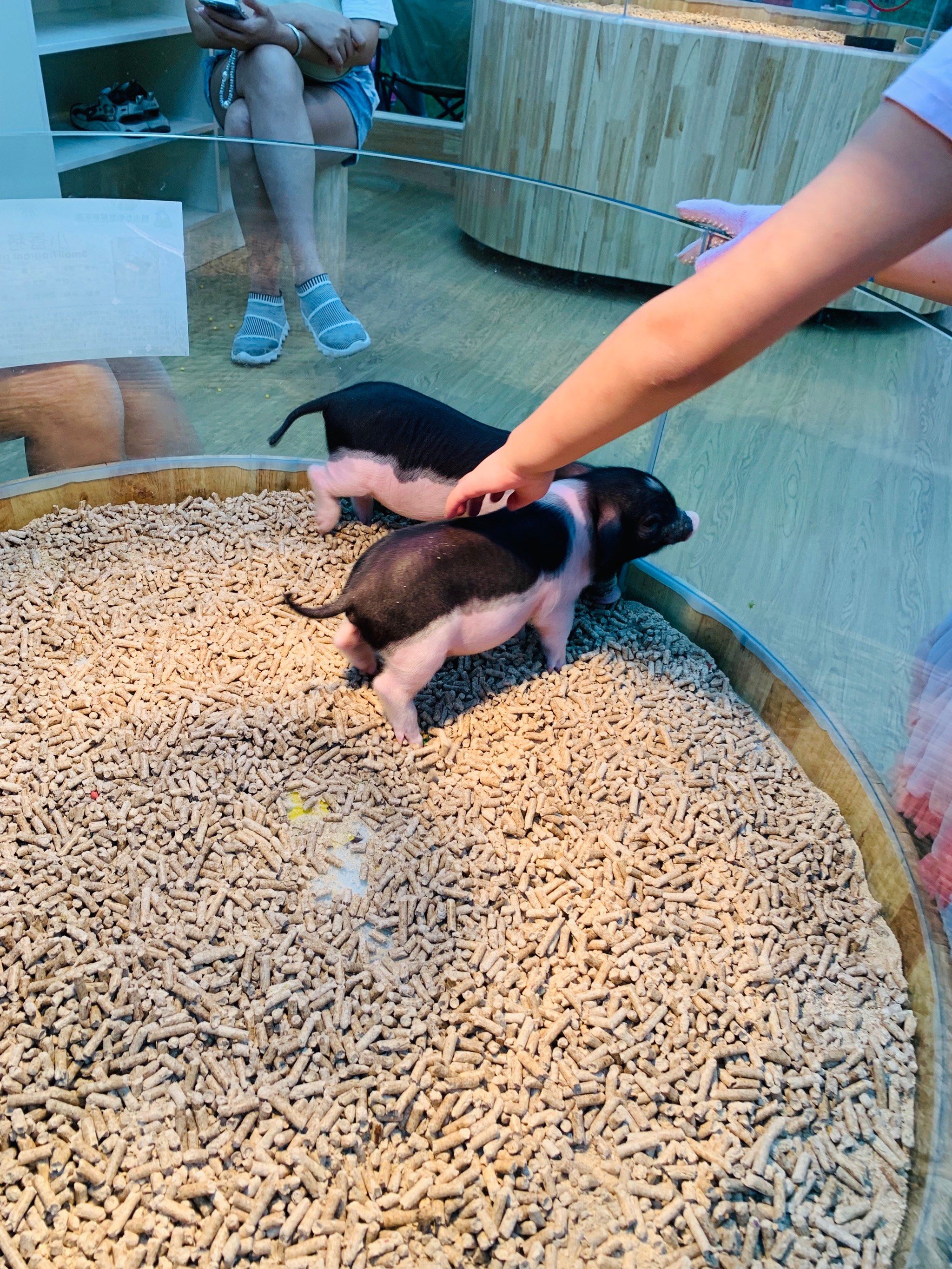 天津河东万达二层新开的萌宠乐园怎么样?