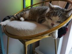 -喵屿·大理花园猫咖