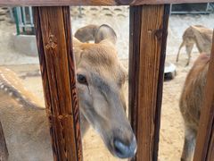 -北京鹿世界主题园