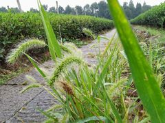 -中国茶叶博物馆(双峰馆区)