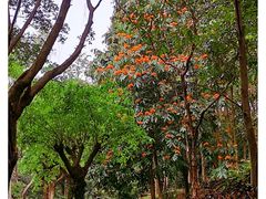 -中国科学院华南植物园
