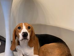 -有喵·猫咖·狗咖·40+猫狗有小奶狗(岗厦店)