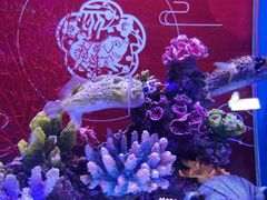 -上海海昌海洋公园