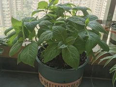 -陈麻婆豆腐(旗舰店)