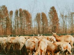 -溱湖国家湿地公园