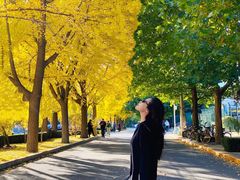 -三里屯东五街银杏大道