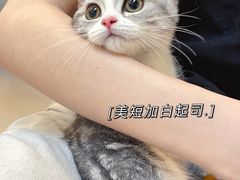 -lincat·猫舍(广州店)
