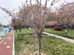 -高东镇樱花园