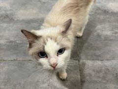 -楼上猫咖(罗湖店)