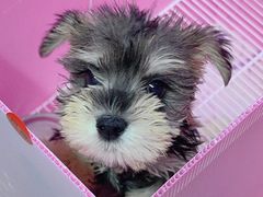 -翊宠yipet猫狗购宠庄园犬舍•猫舍