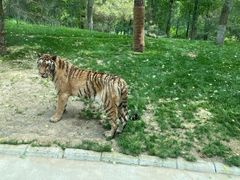 -北京野生动物园