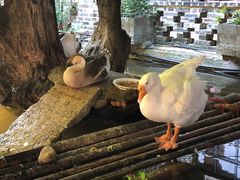 景观位-优之名鹅城