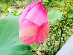 -洪湖家庭农场·团建·露营·会议