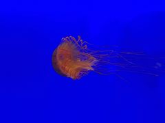 -上海海洋水族馆