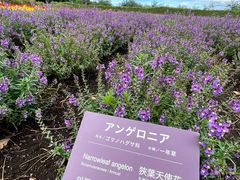 -富田农场