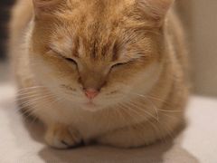 -逗柴咖啡屋·狗咖猫咖宠物桌游