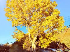 -玉雪春天(中正花园店)