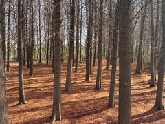 -溱湖国家湿地公园