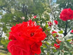 -上海滨江森林公园