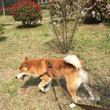 狗… 是我们家的，也非常不错，撸起来很顺滑…