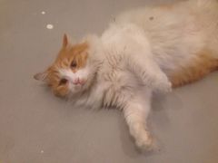 -瑞派福兴宠物医院犬猫全科·骨科·中西医结合(河东店)