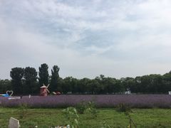 -北京东方普罗旺斯薰衣草庄园