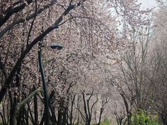 -丁香湖公园