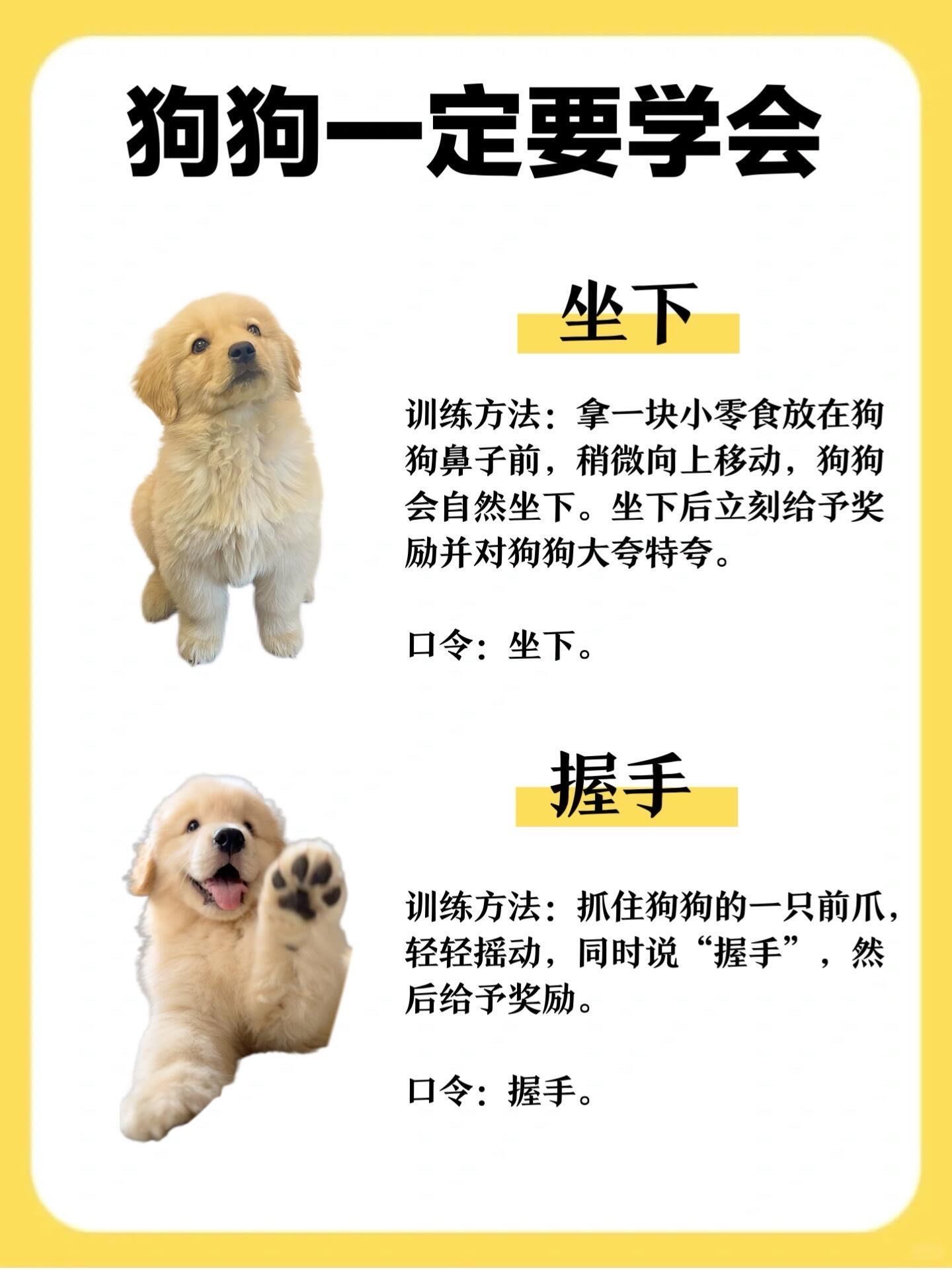 狗狗的8个月黄金训练期!养狗新手必看!