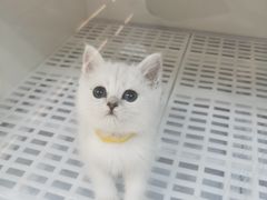 -lincat·猫舍(广州店)