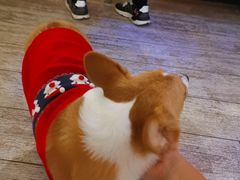 -百好乐宠物友好餐厅(朝外大街店)