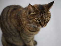 猫-砂锅李(九江路店)