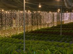 -Ohkajhu Organic Farm Sansai