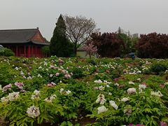 -曹州牡丹园