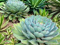 -深圳仙湖植物园