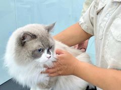 -爱洗澡的猫(望京店)