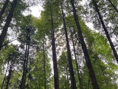 -武陵山森林公园