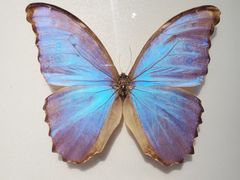 -上海昆虫博物馆