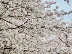 -高东镇樱花园