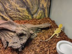 -酷以爬仙阁实体爬宠店·守宫·蜥蜴·专业繁育