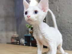 -十年猫舍·猫咪专门店(普陀店)
