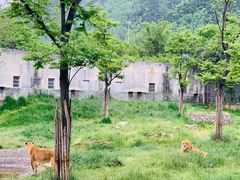 景点-西安秦岭野生动物园