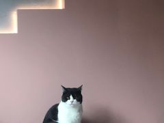 -猫儿山۰猫主题餐厅