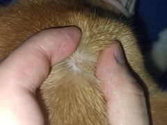 -佳雯宠物医院(金华南路分院)