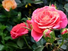 -深圳国际园林花卉博览园