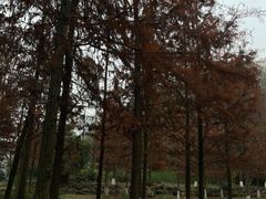 -重庆彩云湖湿地公园